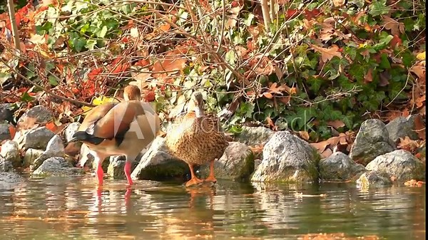 Nile goose or Egyptian goose (Alopochen aegyptiaca) is a species of anseriform bird of the African duck family native to Africa, the only one of its kind currently not extinct.