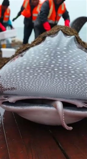 The Ocean's Gift: A Flounder's Surprising Camouflage Trick #oceanlife #flounder #wildlife