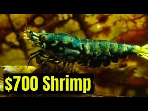 How to Breed Expensive Caridina Shrimp | No Water Changes, Simple Setup, Big Results