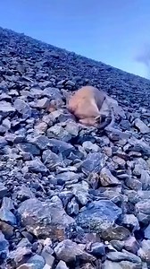 21K views · 80 reactions | Mountain goat falling down  | Best Film unik | Facebook
