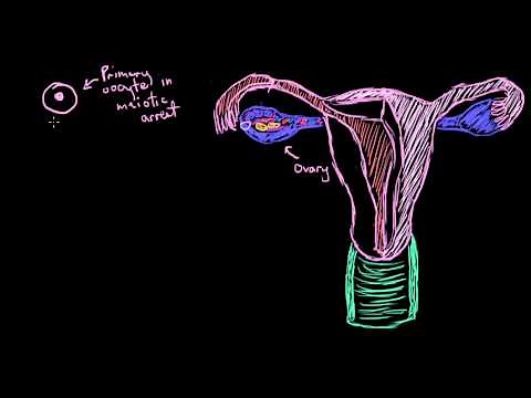 Khan Academy - Basics of Egg Development
