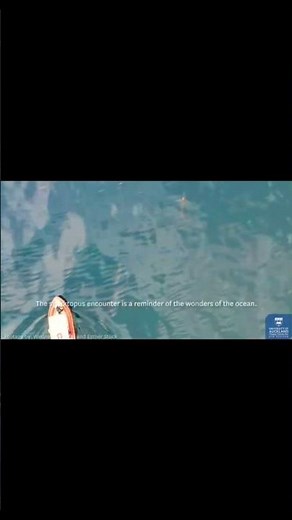 Sharktopus! Watch an Octopus Hitch a Ride on A Shark's Head