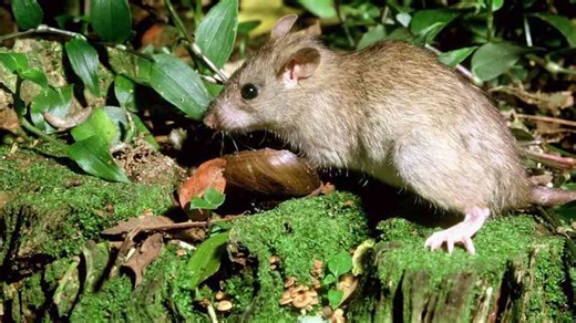 Extinct animals encountered by early humans