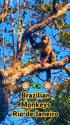 Monkeys of Rio de Janeiro 🇧🇷 Brazil South America