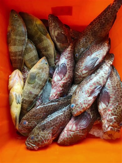 #野生玳瑁石斑 (又稱花格)是澎湖縣魚 主要棲息在澎湖附近海域珊瑚礁區 屬較小型的石斑魚 野生玳瑁石斑魚皮Ｑ彈 肉質紮實鮮美 營養價值極高 乃熬湯聖品 澎湖當地人公認滋補養氣「魚」選 ✅單隻約300-800公克 …………………………………… #澎湖野生中勾石斑 名稱為 #黃/#青石斑魚 生活在珊瑚礁區的礁岩縫隙間 捕獲不易石斑外觀體型呈長橢圓形 魚體相當厚實飽滿吃起來相當過癮 地細緻滑嫩 非常適合用來清蒸或煮湯 澎湖青石班魚俗稱為黃石斑魚/中勾 是饕客到澎湖不可不嚐的特色魚種 ✅單隻約300-500公克 #以上殺後秤重/#公斤計算 🉑適合：清蒸 紅燒 煮湯 📱歡迎 #團購 /#零售/#批發 諮詢我 #巧海鮮澎湖產地直送 https://lin.ee/Nwl4e9g LINE：ID0903776277