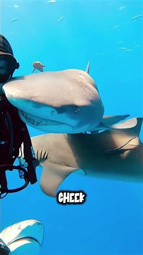 He caught a baby Shark but what happened next surprised him..#shark #fish #fishing