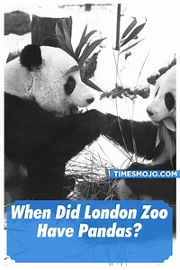When did London Zoo have pandas? - TimesMojo