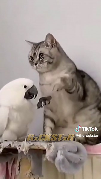 Hilarious Animal Voiceover Mashup | Cat vs Bird Apologies!