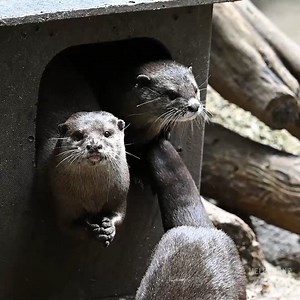 14K views · 1.2K reactions | Incoming! Ott-rageously cute content! Watch them live on Animals at Home: https://bit.ly/3630xZy Visual description: Six long animals with short limbs (known as Asian Small-clawed Otters) moving around their habitat, on land and in water, playing with one another, eating and playing with rocks. | Zoos Victoria | Facebook