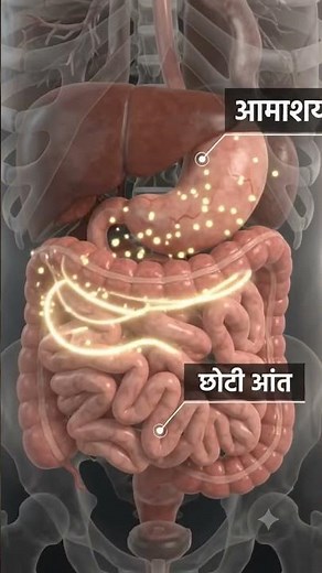 Human Digestive System Path and Function