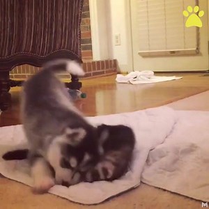 What a beautiful friendship 💞 | Pet Videos Daily