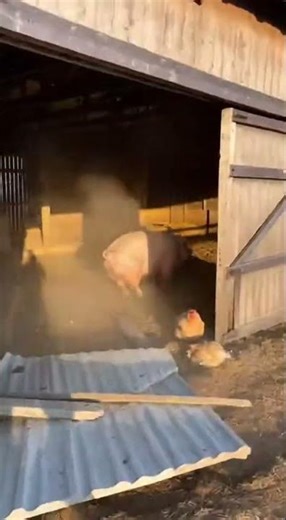 Trying to catch my pig Hercules