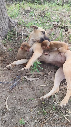 621K views · 5.8K reactions | Enjoy friendship baby monkey  dog  #viralreels #babymonkey 00600 | Mini Dogs Fun | Facebook