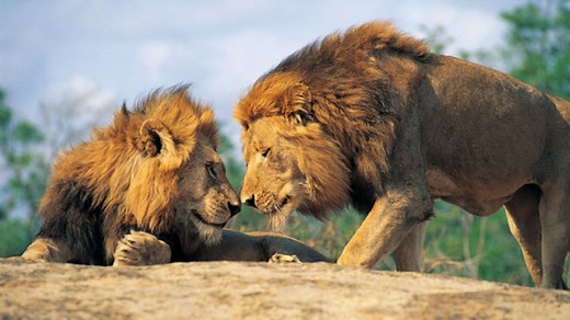 非洲大草原：高清唯美的野生动物纪录片