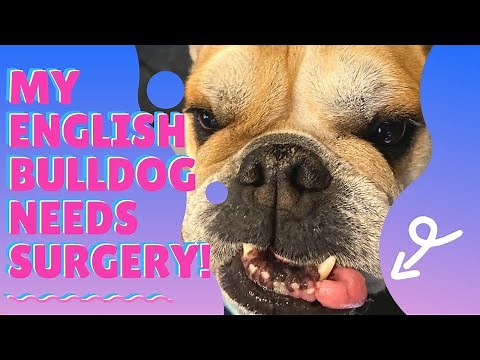 MY ENGLISH BULLDOG NEEDS SURGERY! | REMOVING AN EPULIS