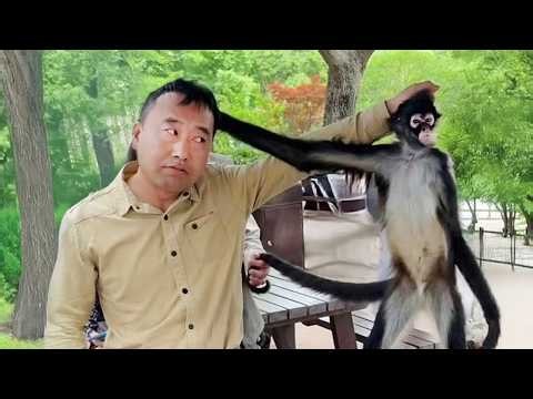 The Funniest Encounters Between Monkey and Human! 😂 Funny Animals and Humans
