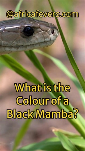 The black mamba is the longest venomous snake in Africa and can reach up to 3.5 metres in length. It is a much-feared snake, mostly because of its exceptional speed. It is not black, as the name suggests, but has a grey-brownish colour. Another remarkable ability of this snake is that it can rear up the front third of its body almost to shoulder height. The venom is neurotoxic and causes death through paralysis unless treated immediately. | AdventurousAfrica