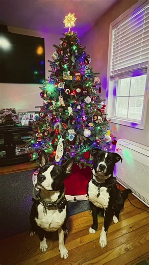 christmas #puppy#dogshorts#dogs#christmastrees
