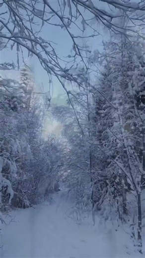 Silent Forest in Hidden Norway ❄️