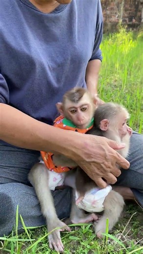 Cutest Monkey Ever Seen 🥺