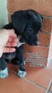 3.7K views · 98 reactions |  ACHILLE CERCA UNA FAMIGLIA AMOREVOLE! ...