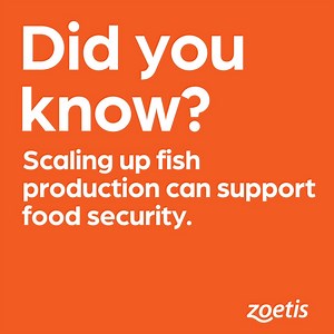 10K views · 69 reactions | In fishing for ways to prevent food insecurity, the answers can be surprising. Through the A.L.P.H.A. Plus initiative with the Gates Foundation, Zoetis is exploring opportunities to accelerate and expand fish production in Sub-Saharan Africa, to deliver the same gains for tilapia producers that livestock producers have experienced through our program. #sustainability #foodsecurity #genderequity https://bit.ly/3Z2L3Q5 | Zoetis | Facebook