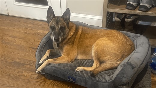 Civil Rights Attorney Shines New Light on Family’s Tragic Loss: YouTube video sparks outrage over dog shot by deputy