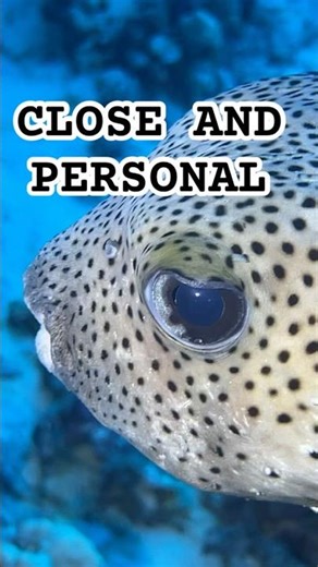 Do You Pay Attention When You Go Underwater?