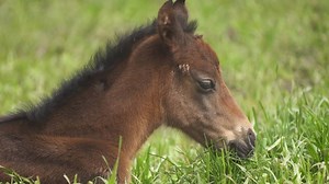 Racing Victoria is committed to understanding the journey of foals born in any year in Victoria. In conjunction with Racing Australia we aim to achieve national reforms that enable greater traceability of all thoroughbreds from birth to gain a better understanding of their lifecycle. Read more about our Equine Welfare Strategy here... https://rv.racing.com/equine-welfare | Racing Victoria
