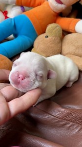 Puppy first steps 💕 | jmarcoz