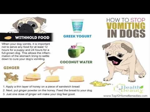 How to Stop Vomiting in Dogs