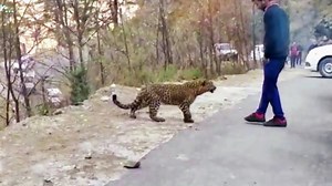 40 Animals That Asked People for Help & Kindness - 1Funny.com