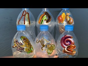 Collecting Amazing Insects: Grasshoppers, Bug, Blue beetle, Caterpillar, Crab.