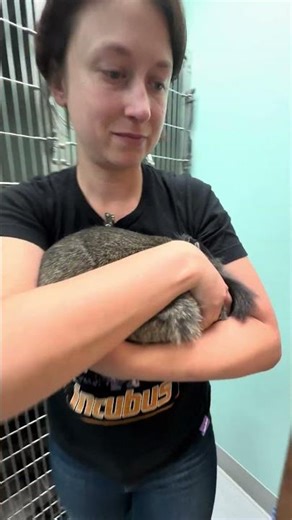 Penn Foster Externship 2 Skill 44 Rabbit Restraint Part 1