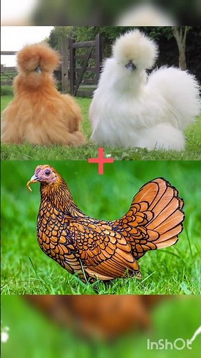 Hybrid silkie chicken and sebright chicken