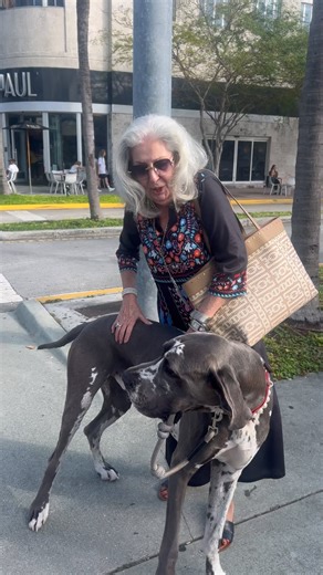 Sometimes Archie’s love lean is dangerous. 🤦‍♀️. We were ready to catch grandma. 👵🏼 oyyyyyy #Greatdane #danesofinstagram #dogs #dogsofinstagram #pets #petsofinstagram #gr8danearchie #dogmom #danemom #greatdaneproblem #greatdanelife #dogdaily #dogvideos #funnydogvideos #dogreels #giantdoglife #giantdogproblems #miamibeach #miami #beachlife #deutschedogge | Archie the Great Dane