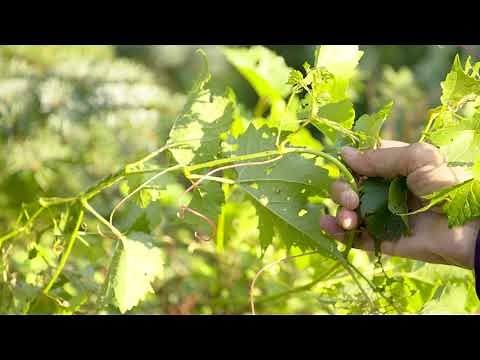 Vitis spp - Grape, Fox Grape, Wild Grape