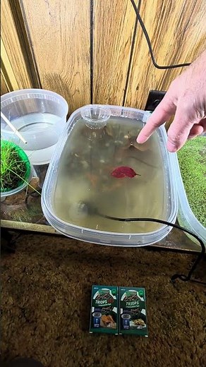 Triops / Tadpole Shrimp / Shield Shrimp "tank" ready to go