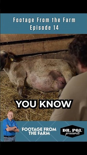 Pol Farm Emergency: Sheep in Life-or-Death Labor 😱🐑