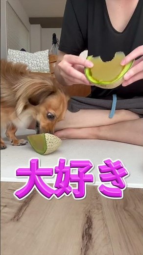 【辛すぎ】犬が生理的に無理な人にしか見せない行動4選