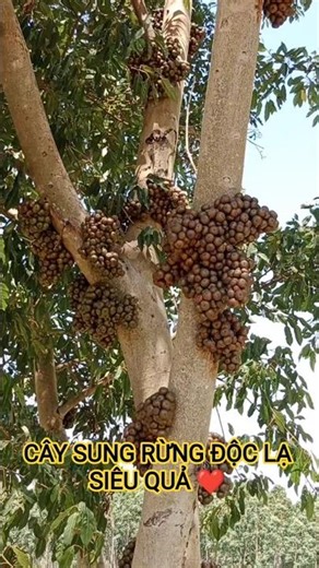 UNIQUE WILD FIG TREE WITH SUPERIOR FRUIT