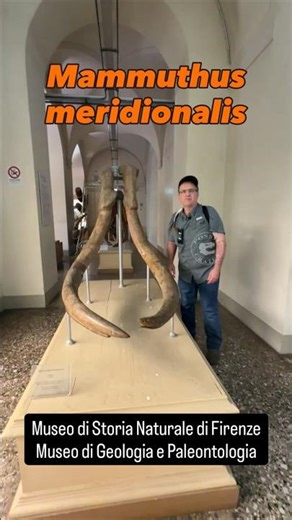 Giant Tusks Wall! Southern Mammoth in Florence 🐘🦴 #Mammoth #Paleontology