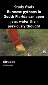 81K views · 613 reactions | Scientists in Florida are sounding the alarm over what they’re calling a "wildlife issue of our time." A new study found that invasive Burmese pythons in South Florida - which can grow to 18 feet long - are able to open their jaws wider than previously thought, making them capable of swallowing native deer and alligators whole. | WPLG Local 10 | Facebook