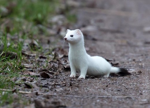 Species Spotlight! Ermine: The Color-Changing Weasel — Alaska Wildlife Alliance (AWA)