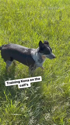 Training our dog on the calf's #calf #cattle #cattledog #typ #reels #dog #cowdog | Tick Creek Ranch