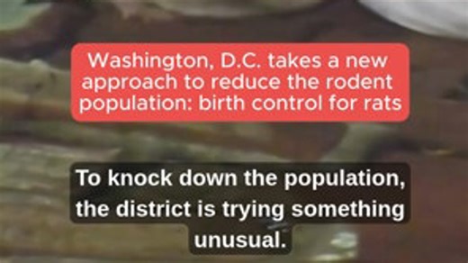 Washington, DC giving rats birth control in an attempt to reduce rodent population