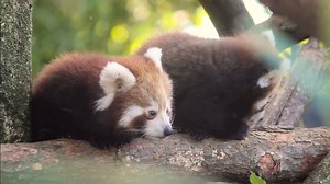 128K views · 3.8K reactions | Our Red Panda cubs 'Mohan, Raj and Phinju' started exploring their sanctuary for the first time this morning and it was seriously adorable! | Symbio Wildlife Park | Facebook