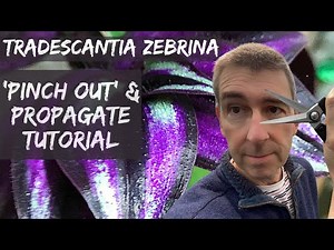How to 'Pinch Out' Tradescantia and Propagate the Cuttings: Step by Step!