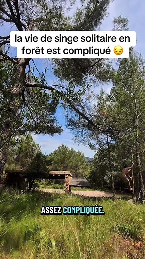 Tok: La Vie d'un Singe Solitaire en Forêt
