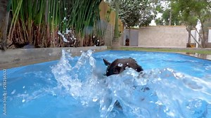 Black Labrador Swimming and Playing in Swimming Pool sparkling water in slow motion